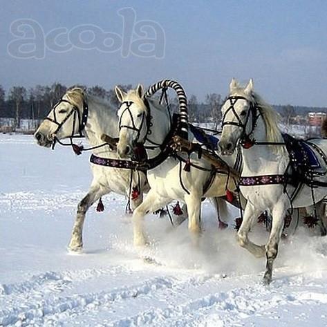 Подарочный сертификат "Катание на санях"